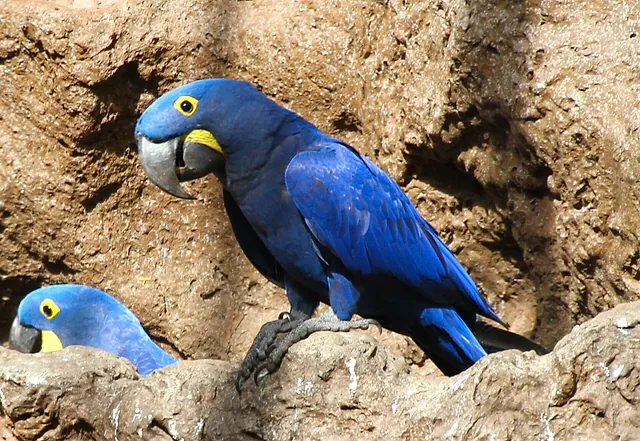 A hyacinth macaw with deep blue feathers perched on a rock ledge, a second bird peeking in the corner