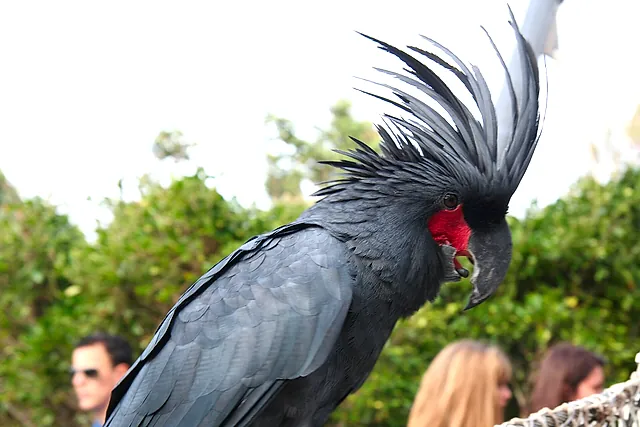 Close-up of a palm cockatoo with its crest raised and red cheek patch