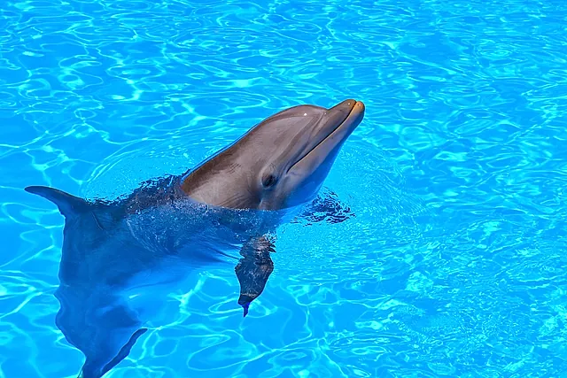 A bottlenose dolphin looking out of clear blue water at Loro Parque