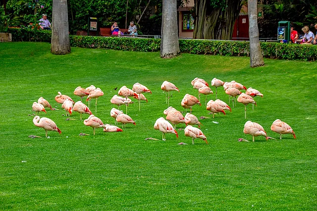 A group of pink flamingos resting and feeding on a green lawn among trees