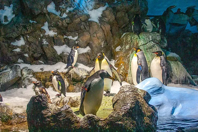 King and other penguins standing on rocks and snow in the indoor penguin habitat of Loro Parque