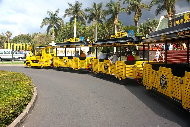 The yellow tourist train that runs to Loro Parque on a road lined with palms